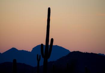 Saguaro in the Desert