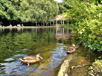 The Lucky Ducks of St Stephen's Green: Dublin | Ireland Travel Kit