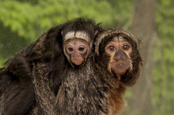 saki monkey | Oregon Zoo