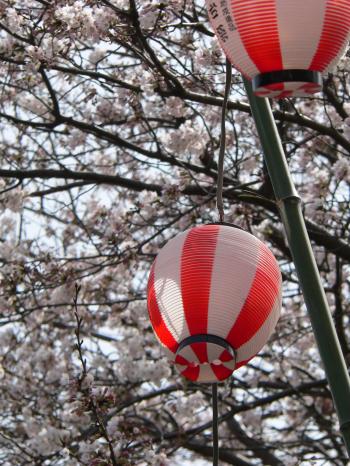 Sakura cherry blossom and Japanese paper lanterns