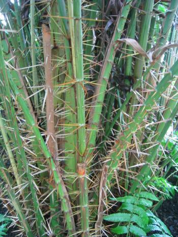 Salacca ramosiana - Wikipedia