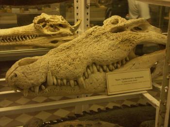 Saltwater crocodile - Wikipedia