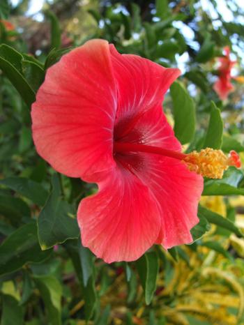 Paradise Found in Samoa – LIFE AS A HUMAN