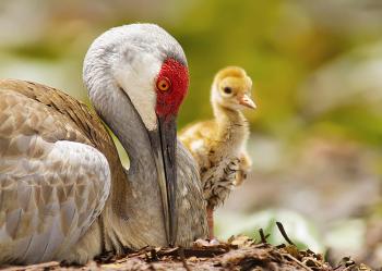Sandhill Crane | Audubon Field Guide