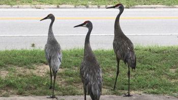 FWC expert will give lowdown on sandhill cranes — 'charismatic birds ...
