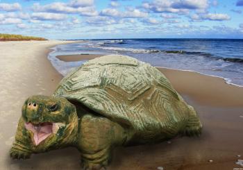 sandy turtle picture, by photoshopmum for: stone turtle photoshop ...