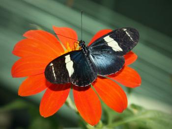 Sara Longwing on the Flower