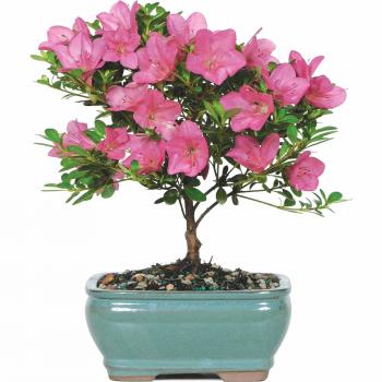 Brussel's Satsuki Azalea Bonsai - Small - (Outdoor) - Walmart.com