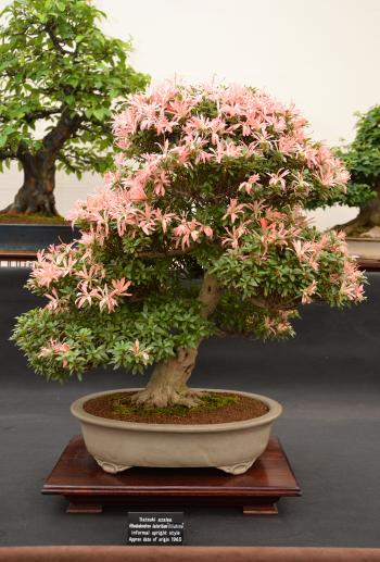 Satsuki azalea bonsai
