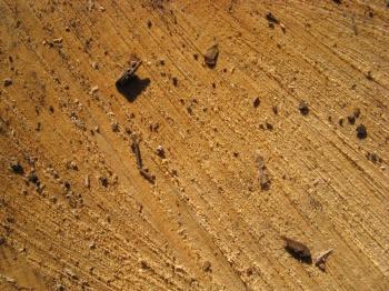 Free Wood texture (cut, trunk, saw)