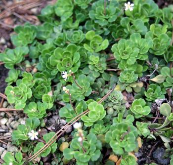 File:Saxifraga cuneifolia - Keilblättriger Steinbrech - Botanischer ...