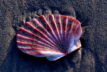 Scallop shell on the sands.