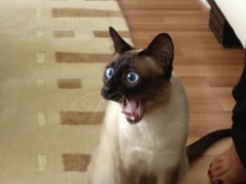 Scary Cat So Dangers Face - Imgur