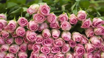 Switzerland - Flowers - Pink Roses - Britomart