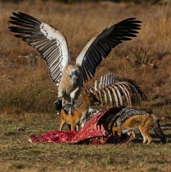 Super scavengers and the meat-thieving traits that have stood the ...