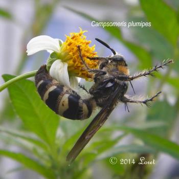 Scoliid Wasp (Campsomeris plumipes) | Central Florida Critter of the Day