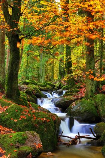 C O L O R F U L . F O R E S T - null | Nature | Pinterest | Autumn ...