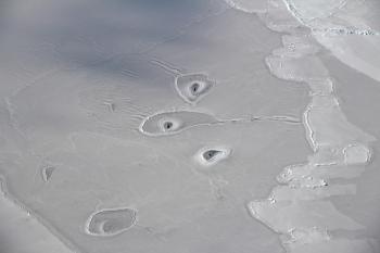 Curious Circles in Arctic Sea Ice : Image of the Day