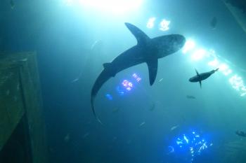 File:Sea Life München Hai.jpg - Wikimedia Commons