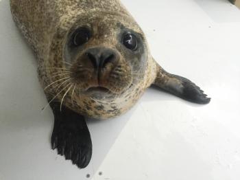 Our Sea Lions - Oceans of Fun