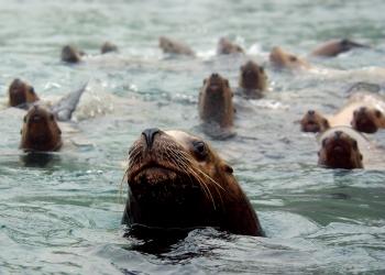 Thousands of people help scientists with research on endangered ...
