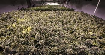 Sea of Green (SOG) – everything you need to know