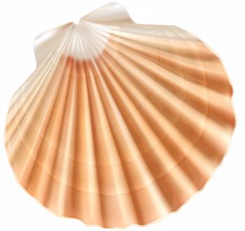 Sea Shell PNG Clipart Image | Gallery Yopriceville - High-Quality ...