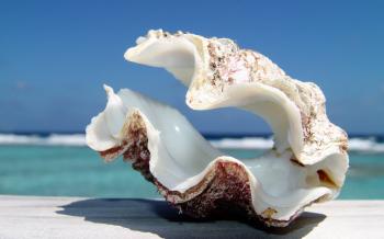 Sea Shell Wallpapers - Wallpaper Cave