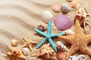 Friday Follies: Selling Seashells by the Seashore, No More | The ...