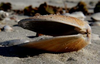 Sea Shells (19)