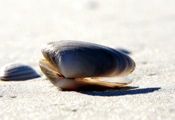 Sea Shells (25)