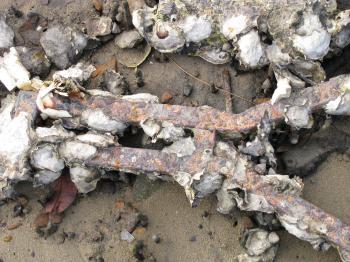 Sea shells and rusted metal