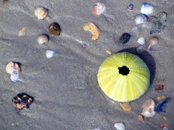 Sea shells with an urchin