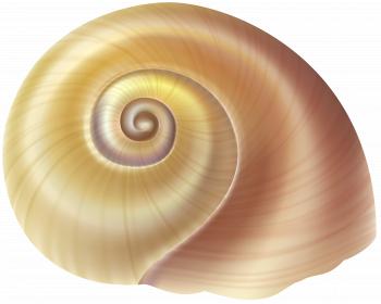 Sea Snail Shell PNG Clip Art Image | Gallery Yopriceville - High ...