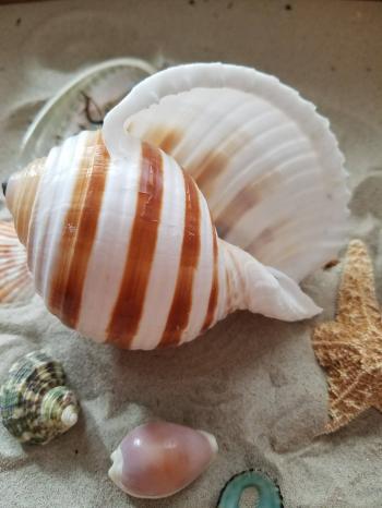 Large Striped Tonna Tun Shell Sea Snails Sulcosa Spiral Top Hermit ...