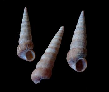 Spire (mollusc) - Wikiwand