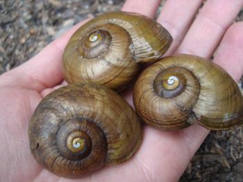 giant land snails – Conservation in NZ