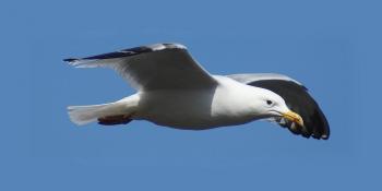 Watch: Seagulls Go Berserk for Woman's Potato Chip
