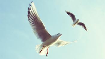 Seagull | 3 Wallpapers