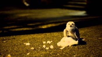 Snowy Owl Eats a Seagull on Capitol Hill - YouTube