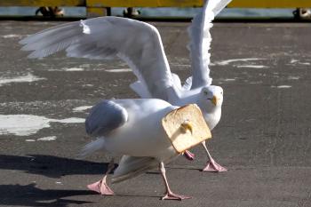 In-bread gull - Seagull sticks beak through slice - Caters News Agency