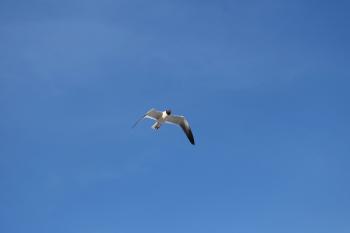 Seagull On Flagpole