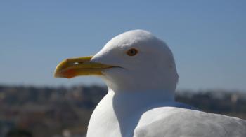 4k seagull big bird close up looking at the camera on urban ...