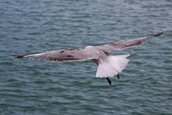 Seagull flies along the sea