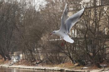 Seagull Flying