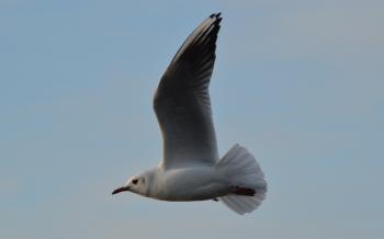 Seagull Flying in the Air