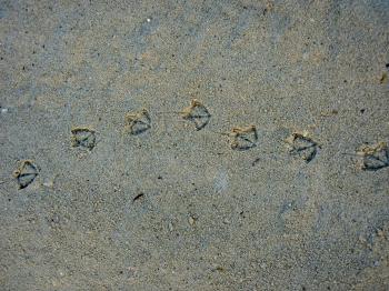 seagull footprints | CATS and other creatures | Pinterest | Tattoo