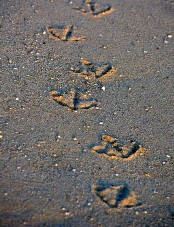 Seagull Footprints