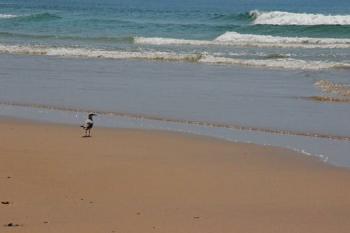 Seagull goes along the beach