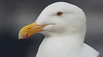 Seagull Head Shot Close Shakes Beak and Looks Around Stock Video ...